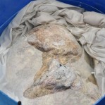 The 44 pound Ambergris that was found in Maldives